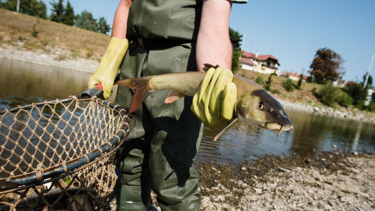 Rybáři nabourávají případ Bečva. „Páchlo to savem. Ryby se chovaly jako sebevrazi“
